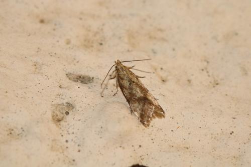 Brachmia blandella